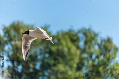 Black Headed Seagull Flying in a Clear Blue Sky © JonShore