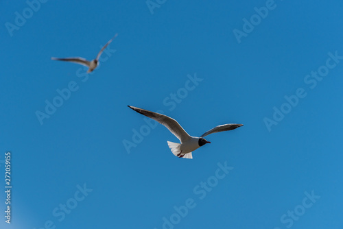 Black Headed Seagull Flying in a Clear Blue Sky