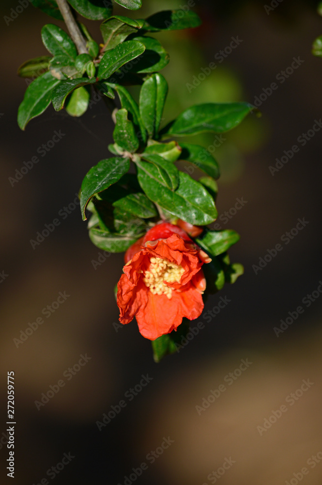 Close-up of a Pomegranate Blossom, Nature, Macro Close-up of a Pomegranate Blossom, Nature, Macro