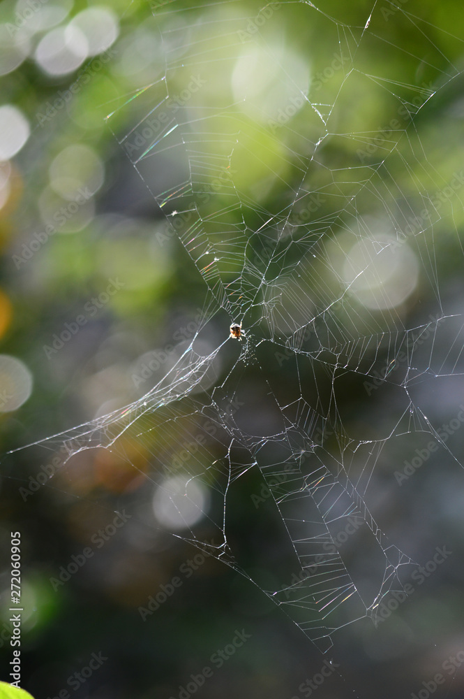 Close-up of a Sprider Web, Nature, Macro Close-up of a Sprider Web, Nature, Macro