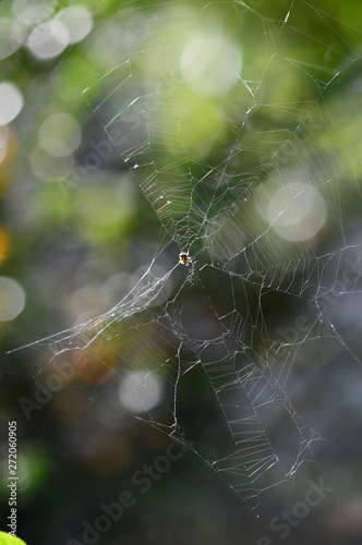 Close-up of a Sprider Web, Nature, Macro