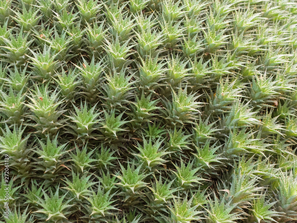 Closeup of cactus buds. Close-up, macro. Cactus background Closeup of cactus buds. Close-up, macro. Cactus background