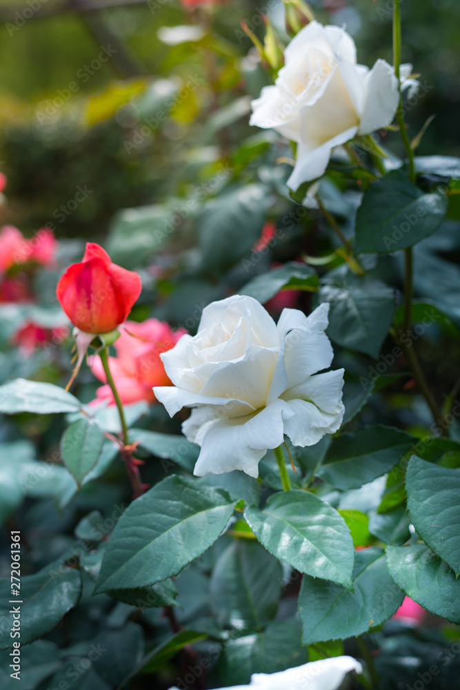 Fototapeta premium 薔薇