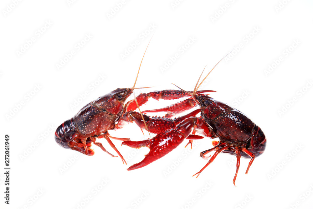 Crayfish Crayfish