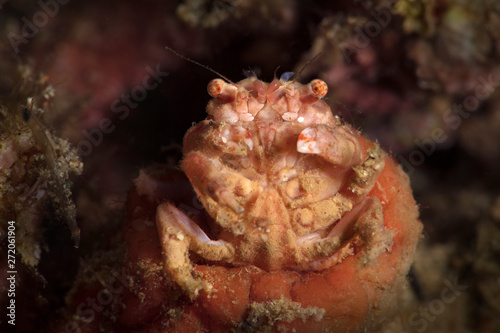 Decorator crab. Underwater macro picture from diving in Ambon, Indonesia photo