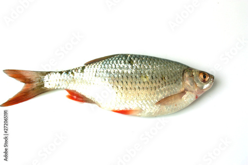 rud silver fish on white background