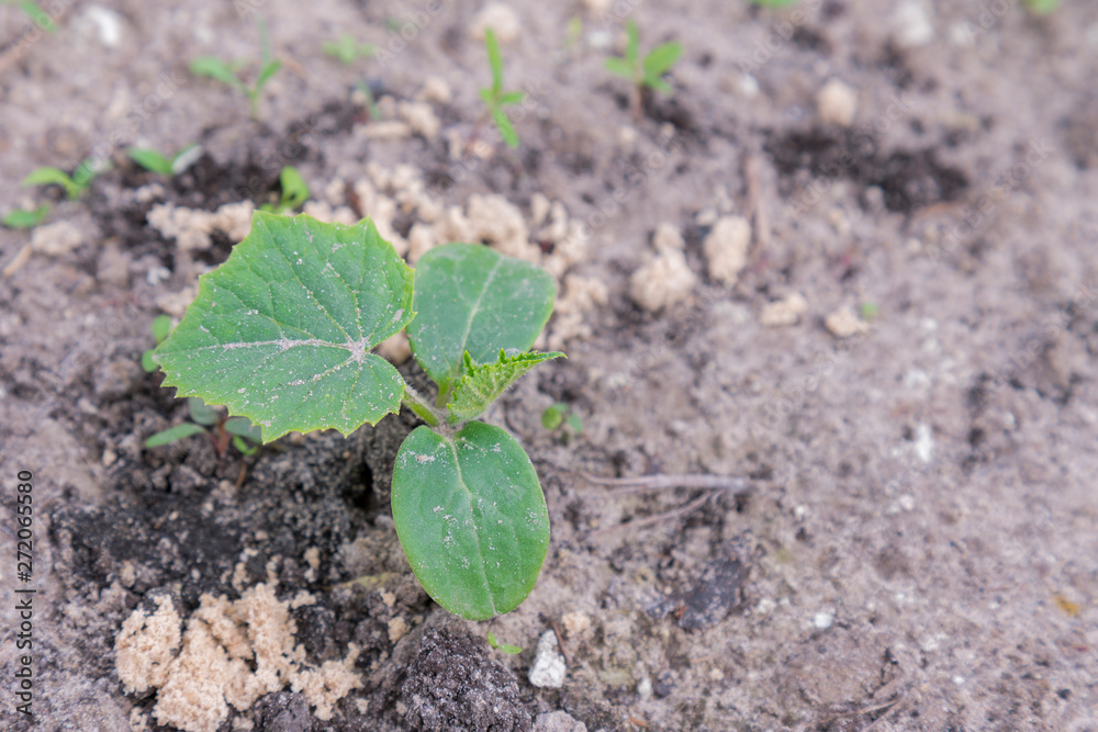 Cucumber bush in the garden. copy space Cucumber bush in the garden. copy space