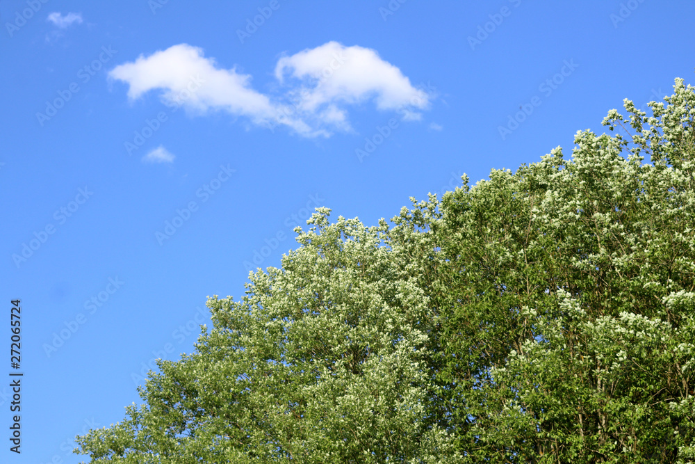 Fototapeta premium Sky & Trees