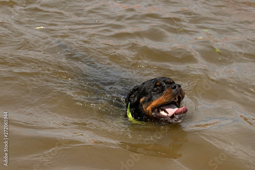  Portrait of a purebred swimming rottweiler in a river 
