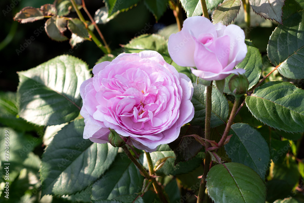 englische Rose Olivia Rose Austin in Pink englische Rose Olivia Rose Austin in Pink