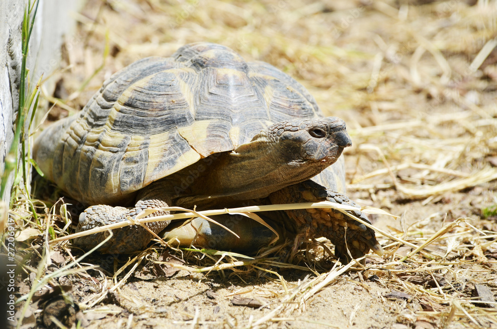 Close-up tortoise on the ground,photo Close-up tortoise on the ground,photo