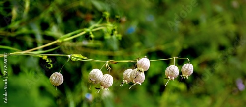 buds of willow