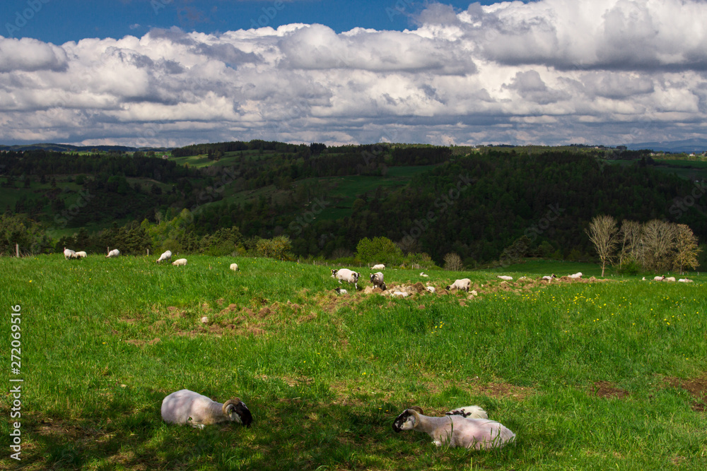 Fototapeta premium paysage de Lozère