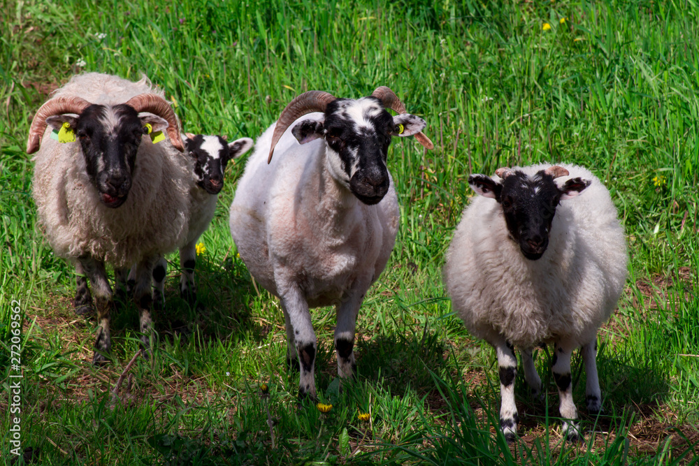 Fototapeta premium flock of sheep in a pasture