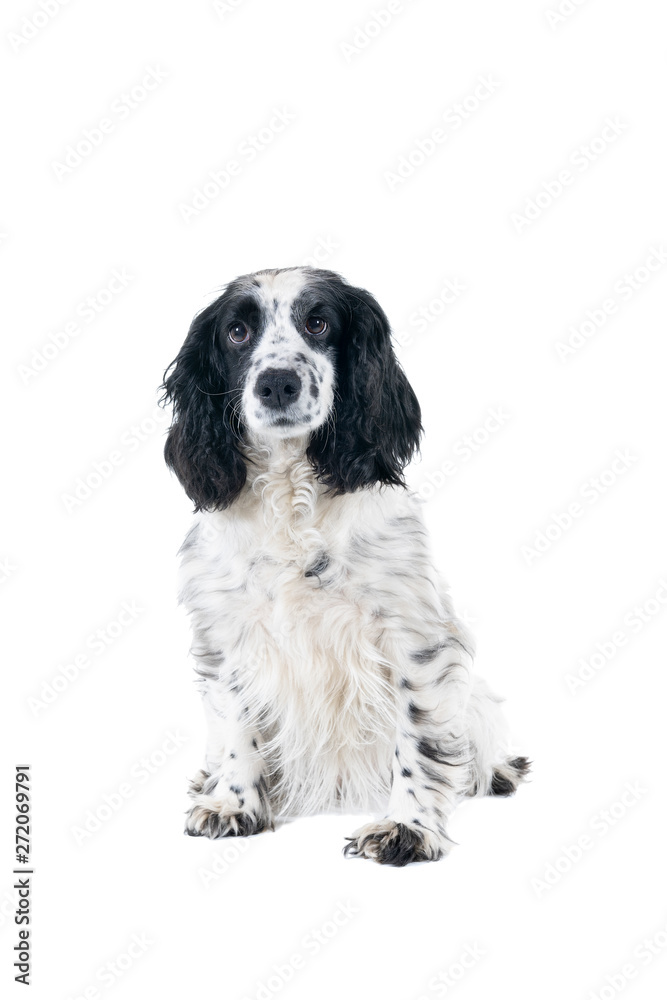 Full body portrait of a cute English cocker spaniel sitting looking at the camera isolated on a white background