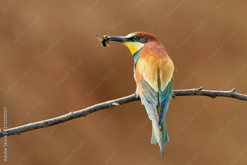 European bee-eater (Merops apiaster) with insect prey perched on branch.