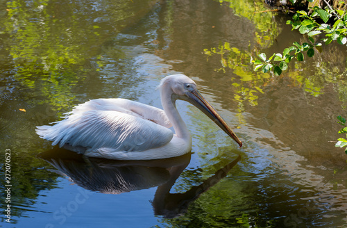 Pelikan im Wasser photo