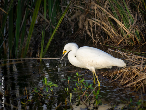Snowy egret fishing in water