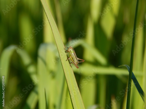Grasshopper on the leaf. Nature photo