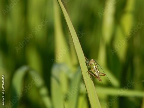 Grasshopper on the leaf. Nature photo
