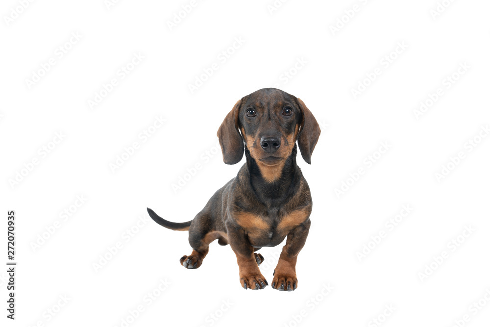 Closeup of a bi-colored black and tan wire-haired Dachshund dog  full body looking at the camera isolated on a white background