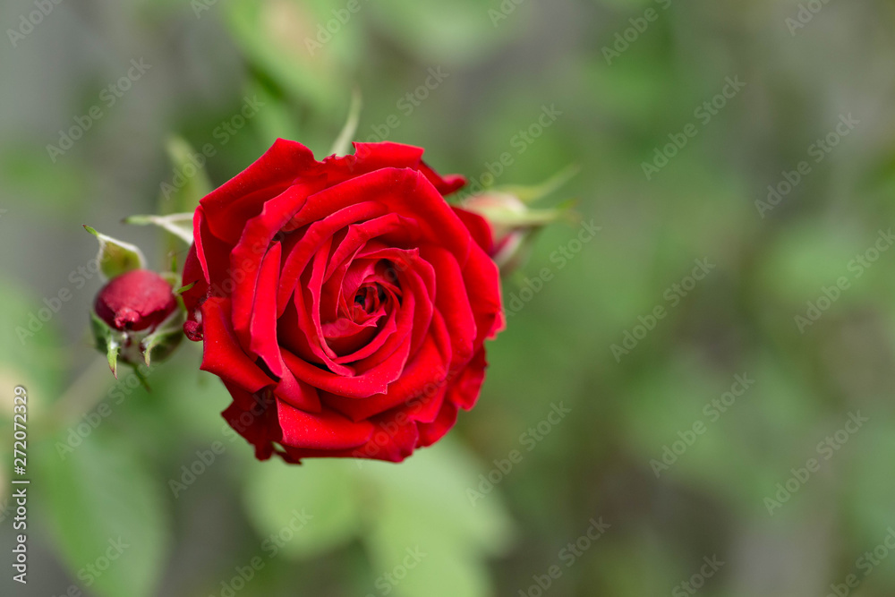 赤い薔薇 赤い薔薇