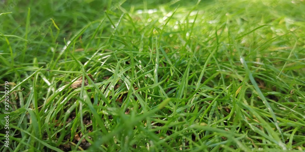 green grass with water drops