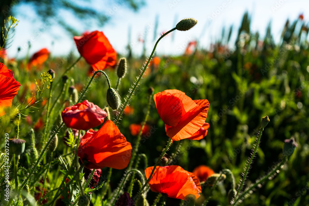 Fototapeta premium Poppy field landscape. Sunny day. Red flowers