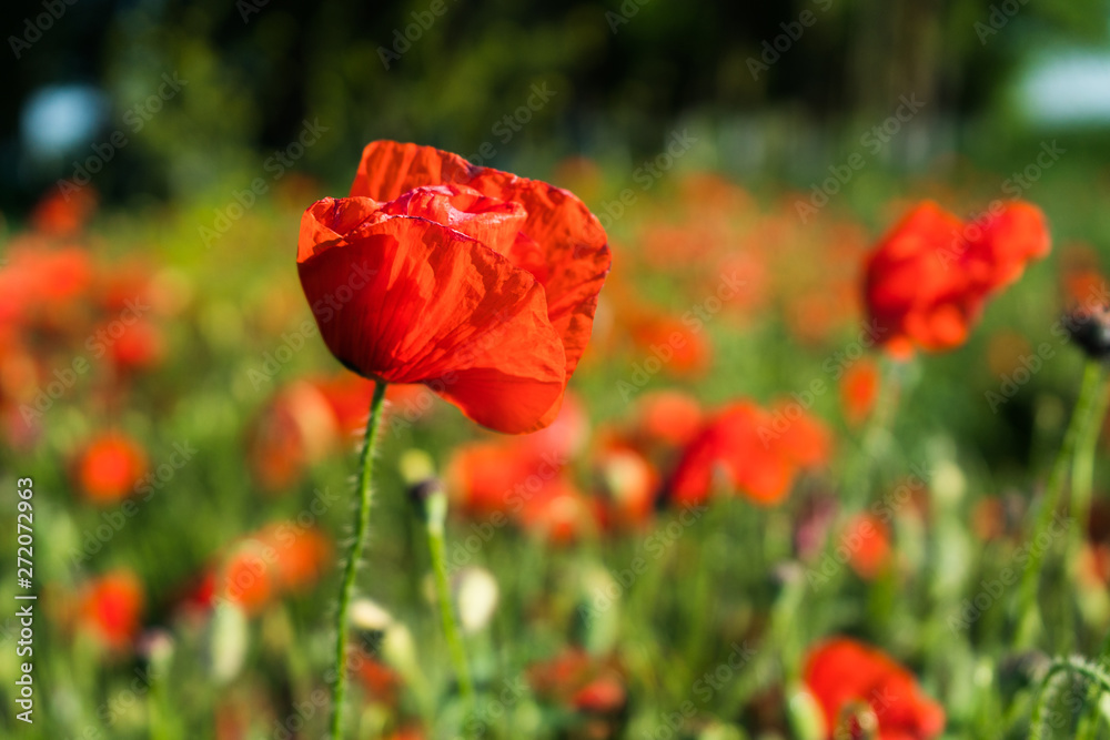 Poppy field landscape. Sunny day. Red flowers Poppy field landscape. Sunny day. Red flowers