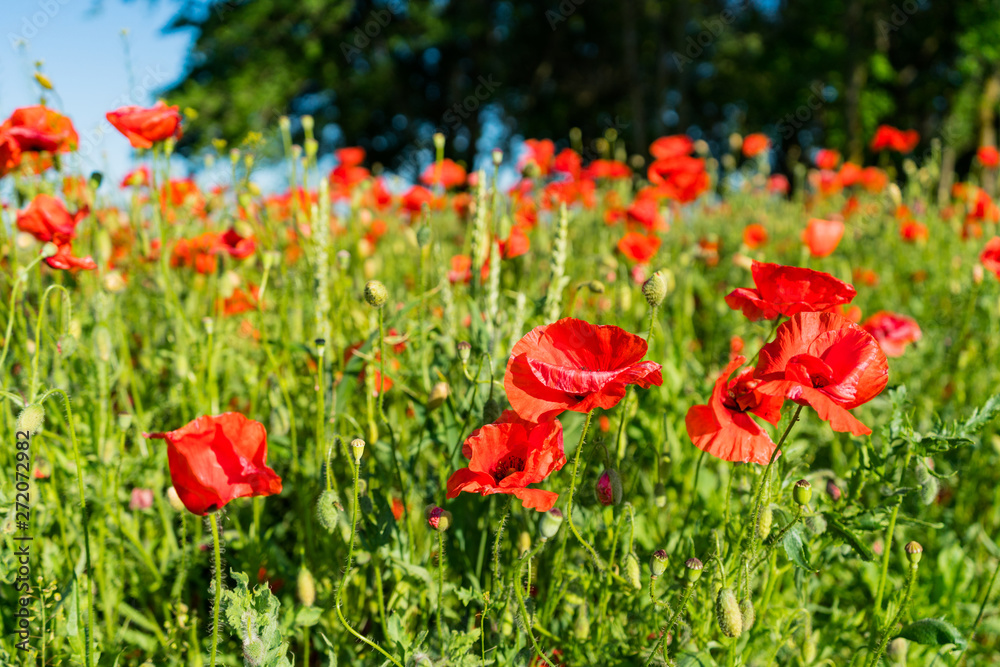 Naklejka premium Poppy field landscape. Sunny day. Red flowers