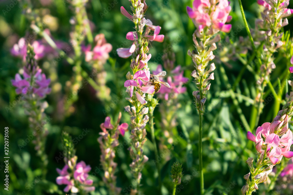 Onobrychis viciifolia inflorescence, common sainfoin with pink flowers. Wild pink flowers Onobrychis viciifolia inflorescence, common sainfoin with pink flowers. Wild pink flowers