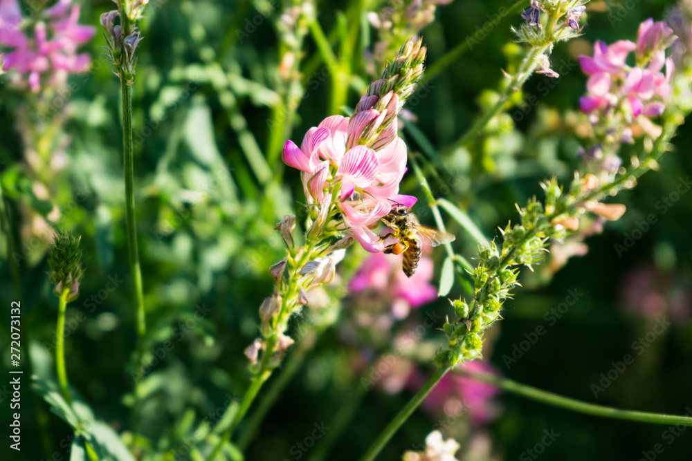 bee collects nectar from a pink flower. close-up
