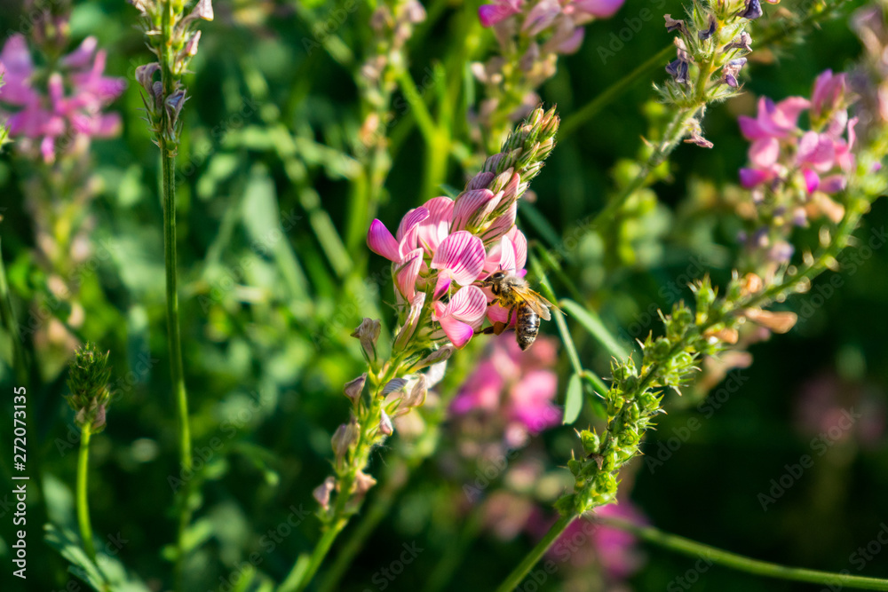 Fototapeta premium bee collects nectar from a pink flower. close-up