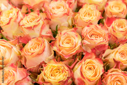 Background of pink orange and peach roses. Natural background of fresh roses. Soft focus © jollier_