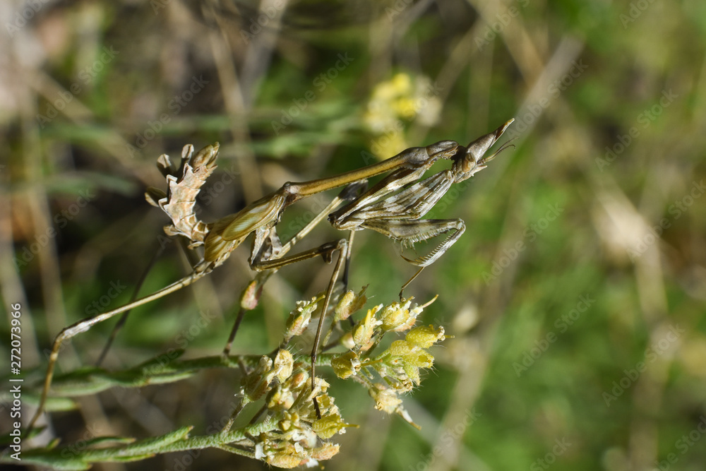 Conehead mantis (Empusa pennata) mediterranean shrubland ambush predator insect Conehead mantis (Empusa pennata) mediterranean shrubland ambush predator insect