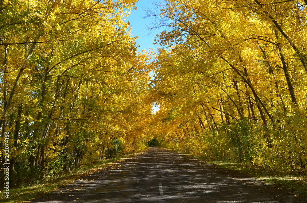 The road along the alley of big yellow poplars