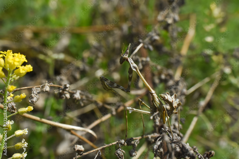 Conehead mantis (Empusa pennata) mediterranean shrubland ambush predator insect