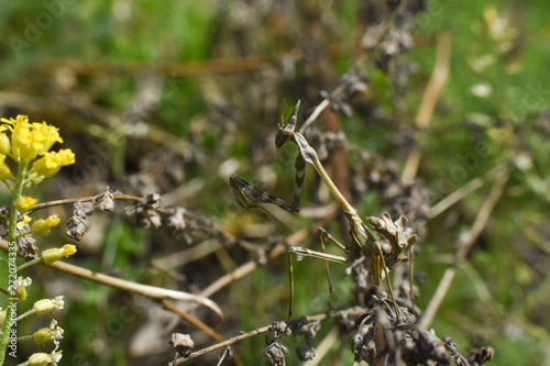 Conehead mantis (Empusa pennata) mediterranean shrubland ambush predator insect