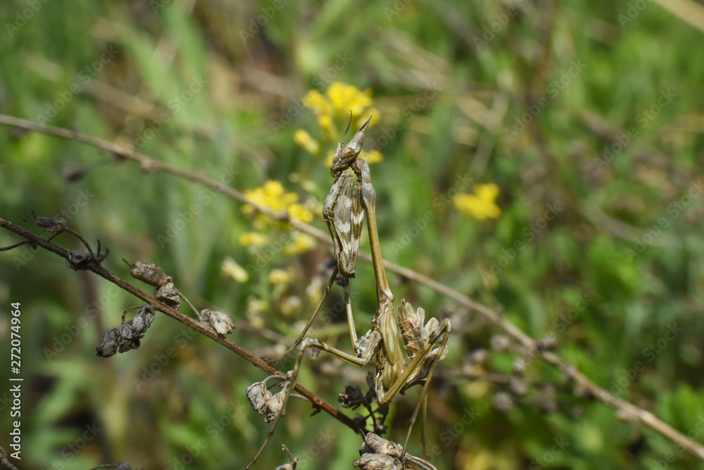 Conehead mantis (Empusa pennata) mediterranean shrubland ambush predator insect Conehead mantis (Empusa pennata) mediterranean shrubland ambush predator insect