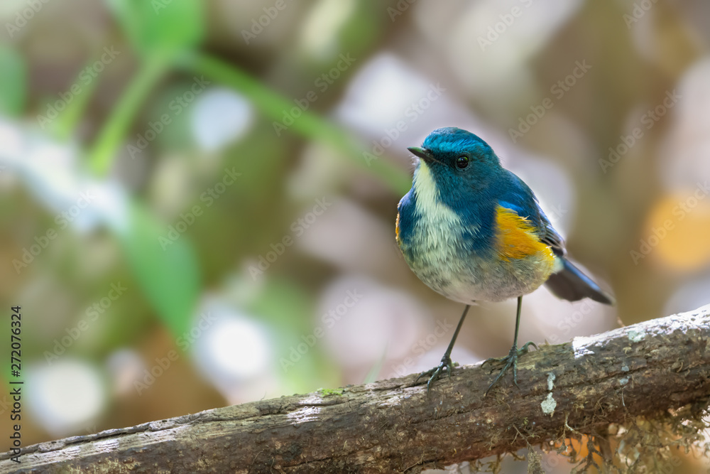 Closeup of blue charming bird perching on branch,front view..Himalayan bluetail  male making a living in highland forest with green blurred background in sunny day,over shoulder shot.