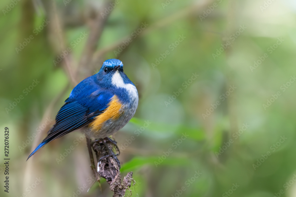 Closeup of blue charming bird perching on branch,side view..Himalayan bluetail  male making a living in highland forest with green blurred background in sunny day,over shoulder shot..