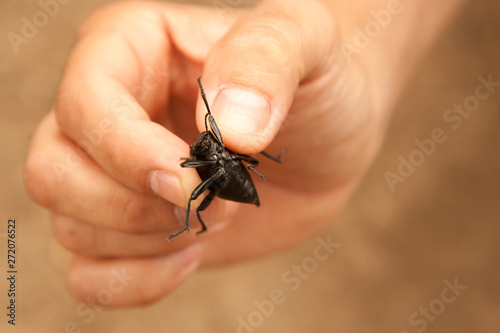 Cazando escarabajos