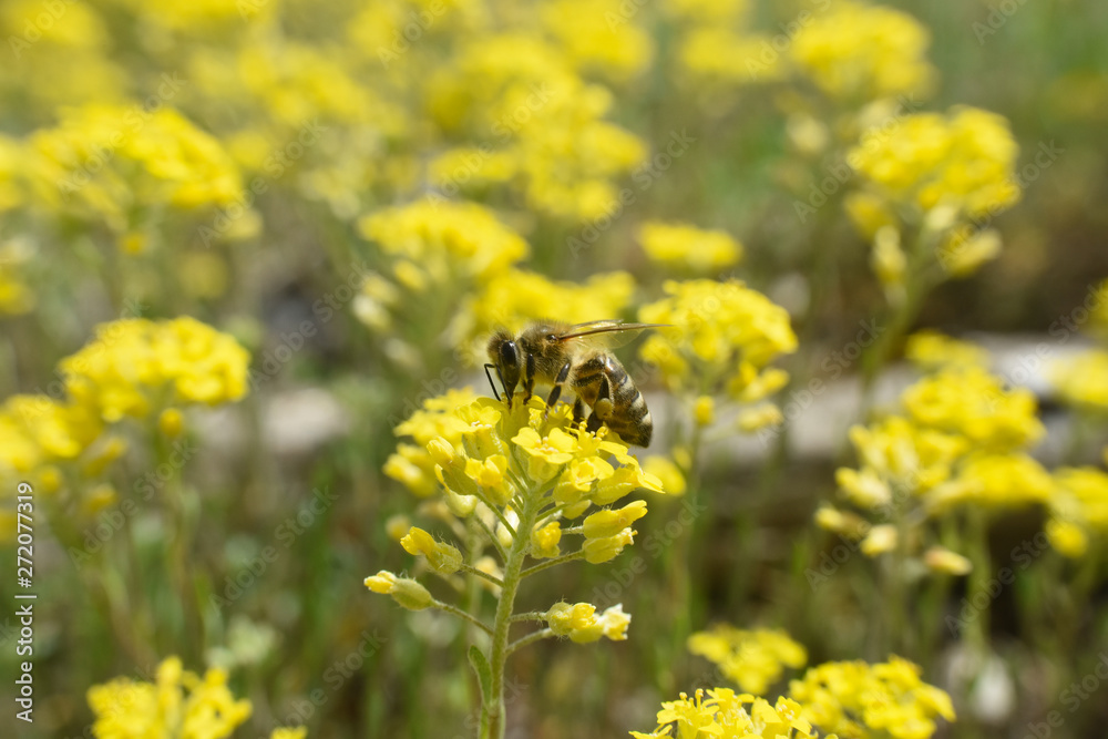 Honey bee collecting nectar from yellow flowers in the spring time. Bee pollinating yellow wild flowers Honey bee collecting nectar from yellow flowers in the spring time. Bee pollinating yellow wild flowers