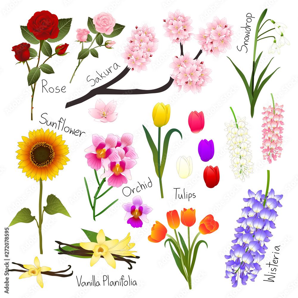 Flower Set 5. Flora Vector Collection. Flower Set 5. Flora Vector Collection.
