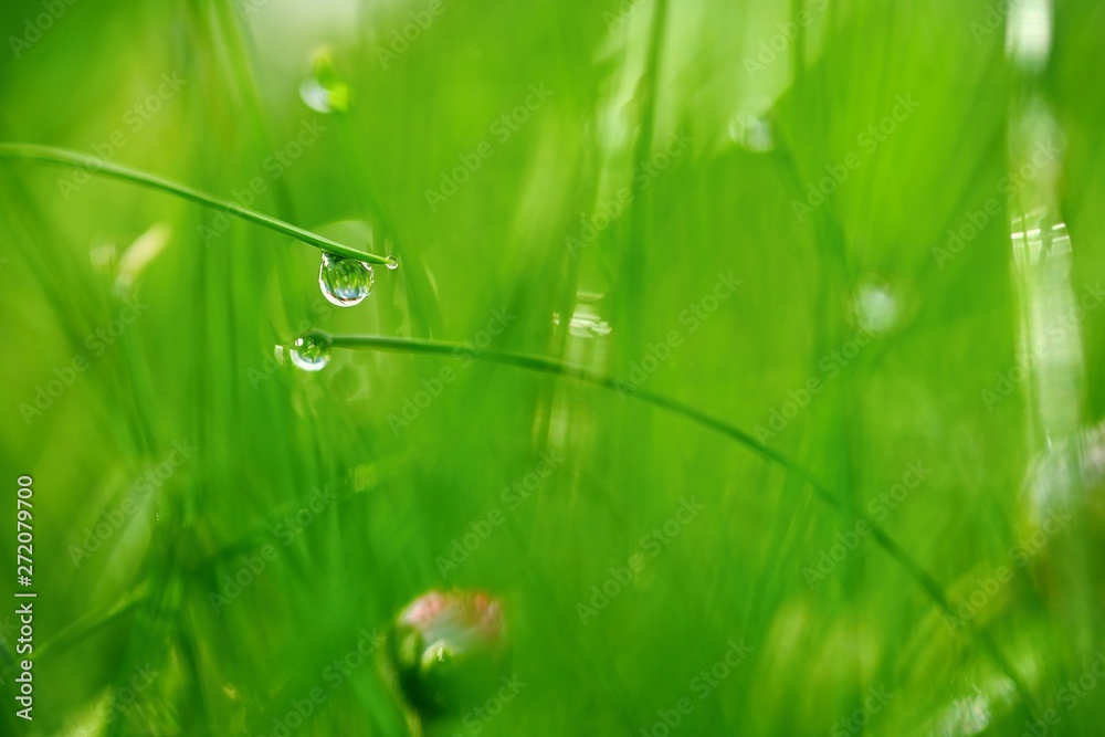 Green nature. Beautiful close up photo. Green grass with dew drops. Colorful spring background with morning sun and natural green plants landscape, ecology, fresh wallpaper concept with copy space. Green nature. Beautiful close up photo. Green grass with dew drops. Colorful spring background with morning sun and natural green plants landscape, ecology, fresh wallpaper concept with copy space.