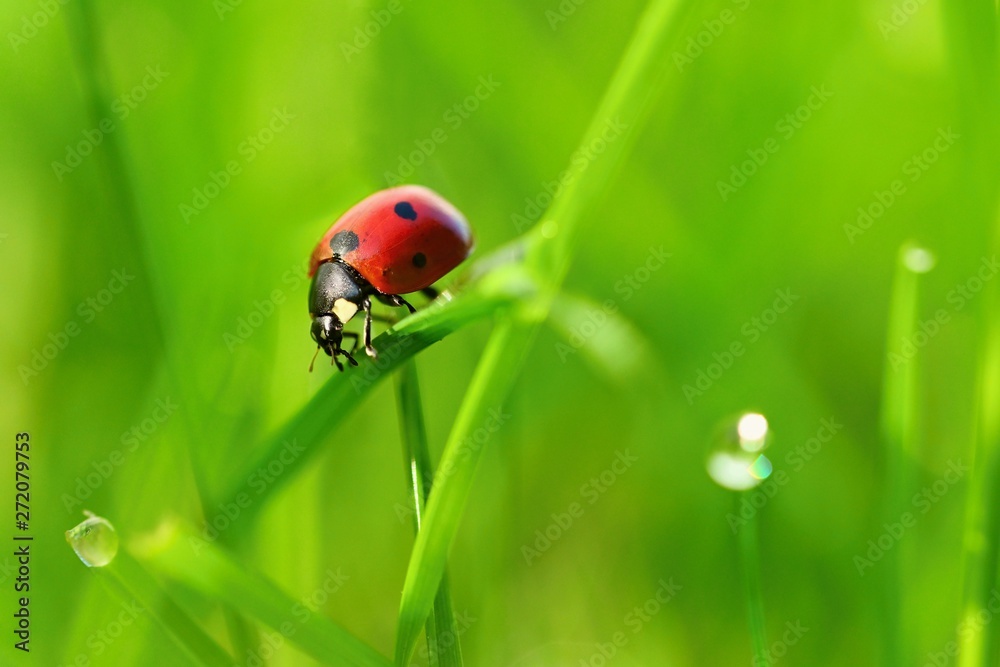 Beautiful color image of ladybugs in grass. Insect close up in nature. Beautiful color image of ladybugs in grass. Insect close up in nature.