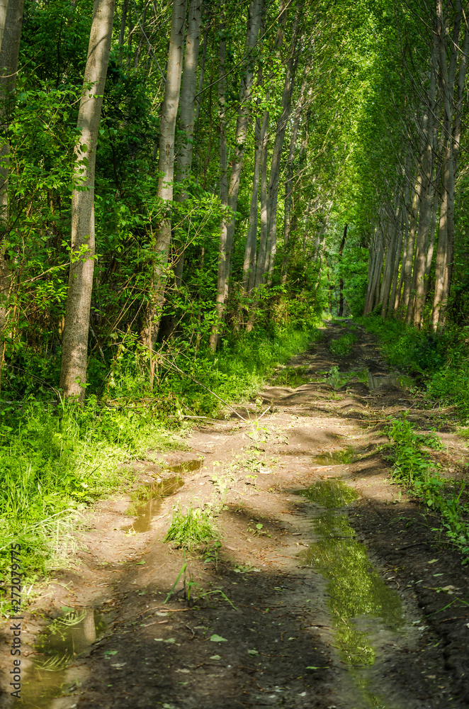 The muddy road in the forest on the Danube River near the town of Novi Sad in Serbia