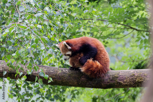 Panda roux