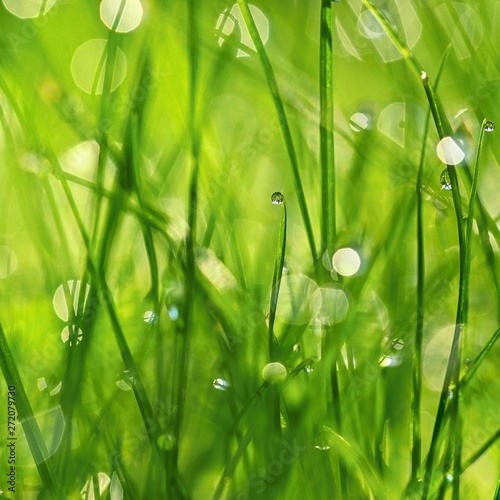 Green nature. Beautiful close up nature. Green grass with dew drops. Colorful spring background with morning sun and natural green plants landscape, ecology, fresh wallpaper concept with copy space.