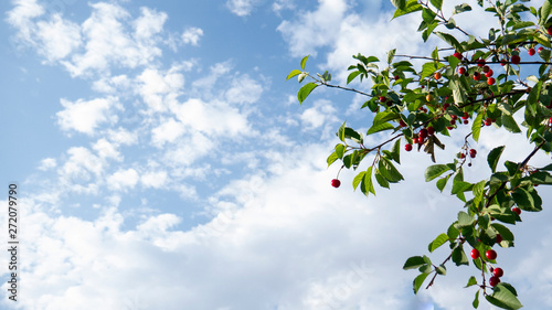 Foto Blue sky and branch with sweet cherries